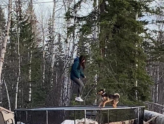 Trampoline dog!